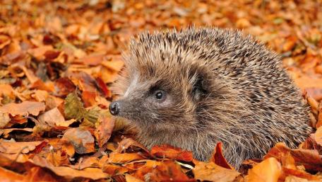 Adorable Hedgehog Among Autumn Leaves wallpaper