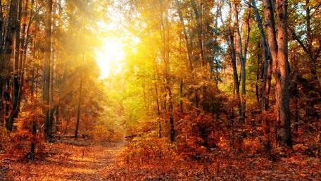 Autumn's Golden Embrace in the Forest wallpaper