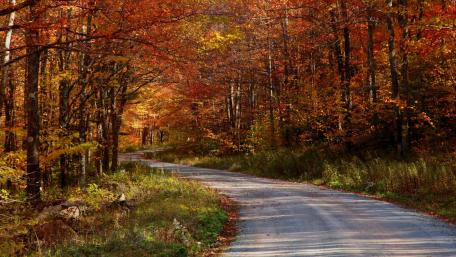 Curvy Road Through Autumn Forest Magic wallpaper