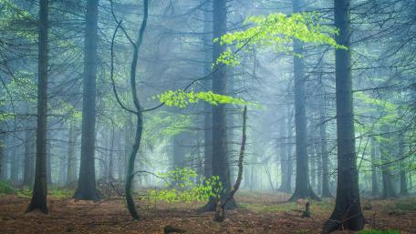 Mystical Foggy Forest in 4K wallpaper