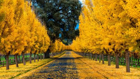 Golden Autumn Road wallpaper