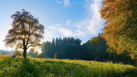 Serene Forest Glade Under Blue Sky wallpaper