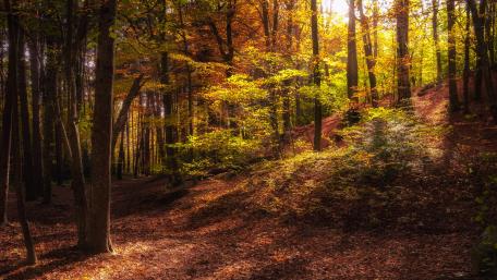 Golden Autumn Glow in the Forest wallpaper