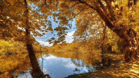 Golden Autumn wallpaper