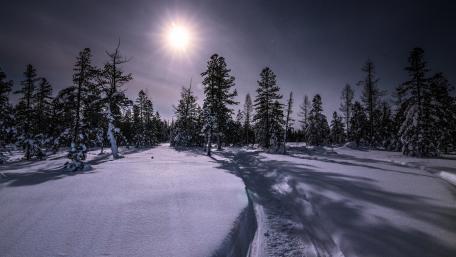Moonlit Winter Wonderland with Snowy Trees wallpaper