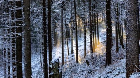 Winter Serenity in a Snowy Forest wallpaper