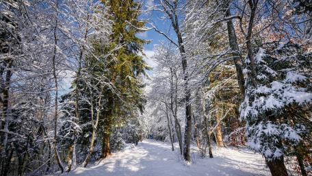 Winter Wonderland Forest Pathway wallpaper