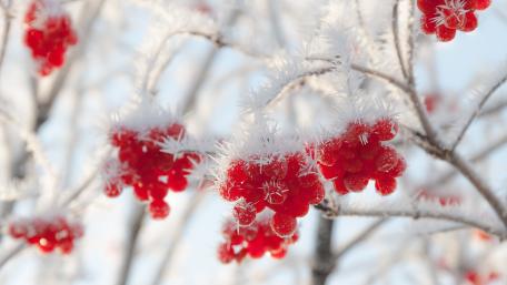 Winter's Frost-Kissed Berries wallpaper
