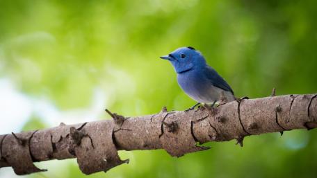 Black-naped Monarch wallpaper