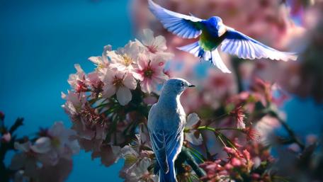 Springtime Harmony with Blooming Blossoms and Birds wallpaper