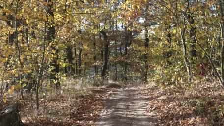Autumn Forest Pathway Through Vibrant Foliage wallpaper
