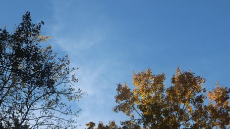 Vibrant Autumn Sky Over Trees wallpaper