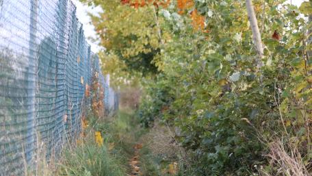 Serene Pathway Through Nature's Embrace wallpaper