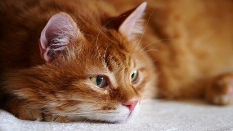 Golden Cat Relaxing in Soft Light wallpaper