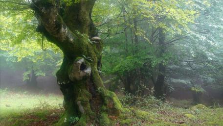 Misty Forest Serenity with Ancient Tree Wallpaper wallpaper