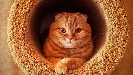 Cozy Red Cat in a Circular Hideaway wallpaper
