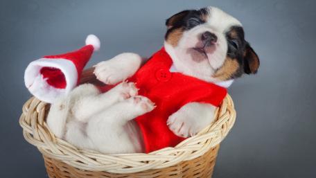 Adorable Puppy in Christmas Attire Sleeping in Basket wallpaper