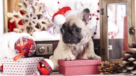Festive Pug Puppy in Christmas Spirit wallpaper