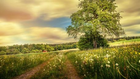 Serene Meadow Pathway Under a Calm Sky wallpaper