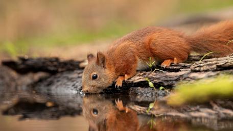 Adorable Squirrel Enjoying a Drink From the Waterhole wallpaper