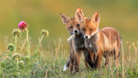 Playful Red Fox Cubs in Nature wallpaper