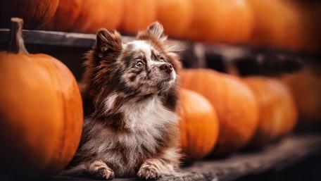 Autumn Pup Among Pumpkins wallpaper