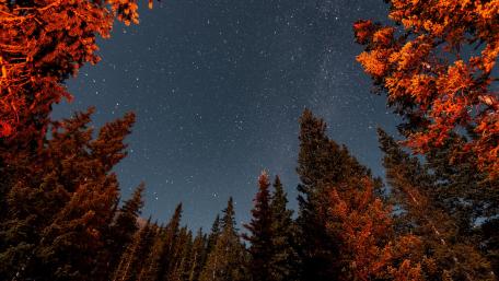 Starry Night Through Trees wallpaper