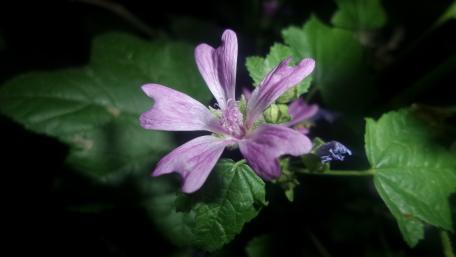 Delicate Purple Blossom in Nature's Embrace wallpaper