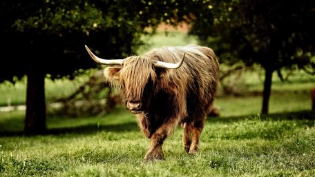 Bull wallpaper