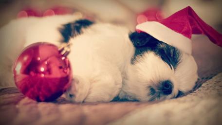 Navidad wallpaper