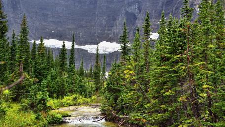 Stream between green trees wallpaper