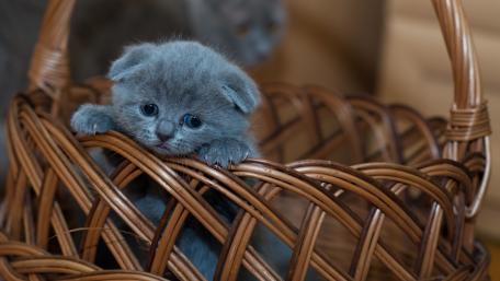 Cute kitten wallpaper