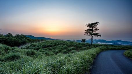Solitary Tree at Sunset Over a Winding Road wallpaper