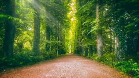 Serene Forest Pathway Under Lush Greenery wallpaper