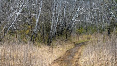 Serene Birch Forest Pathway wallpaper