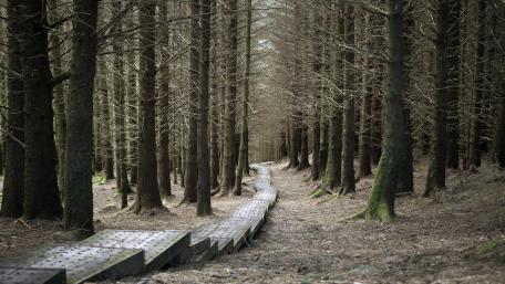 Mysterious Forest Pathway Inviting Exploration wallpaper