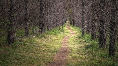 Serene Forest Pathway Experience Nature's Tranquility wallpaper