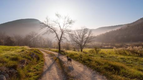 Tranquil Morning Walk in the Countryside wallpaper