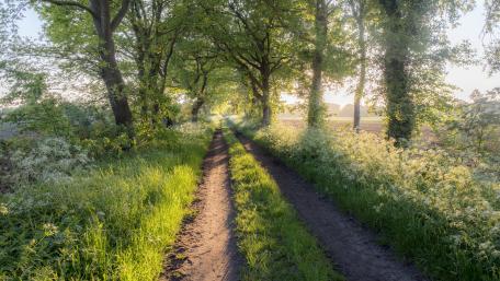 Lush Spring Pathways Beneath Towering Trees wallpaper