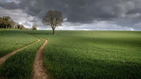 Solitary Tree Under Ominous Skies wallpaper