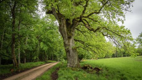 Lush Spring Pathway Through Majestic Trees wallpaper