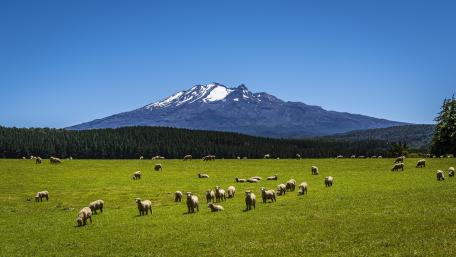Serene Sheep Grazing Under a Clear Blue Sky wallpaper