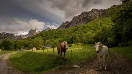 Majestic Horses in Mountain Landscape wallpaper