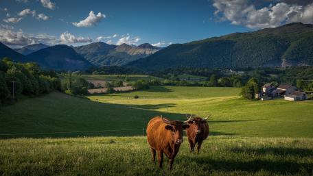 Serene Cattle Grazing in Alpine Pastures wallpaper