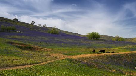 Vibrant Spring Meadows in the Countryside wallpaper