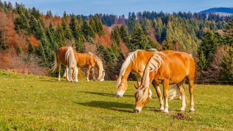 Autumn Horses Grazing in a Serene Meadow wallpaper