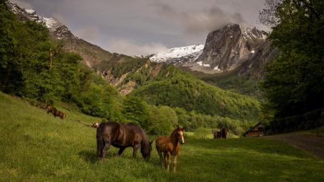 Majestic Horses Grazing in a Scenic Highland Valley wallpaper