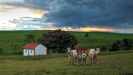 Serene Cattle at Dusk in Countryside Scene wallpaper