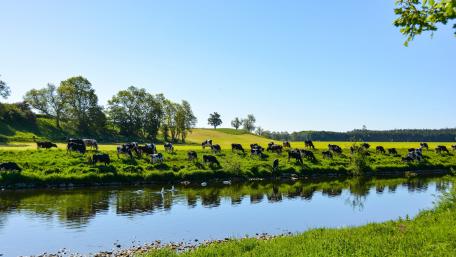 Cattle Drinking by Serene Riverbank in Rural Landscape wallpaper