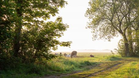 Serene Cattle Grazing in Spring Sunrise wallpaper